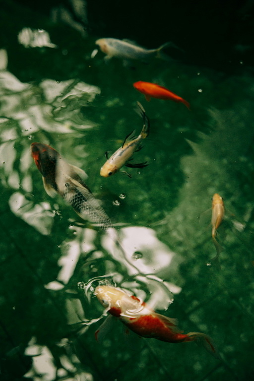 Przewodnik zakupowy: Twój pierwszy karp koi – od czego zacząć budowanie stada?