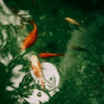 Przewodnik zakupowy: Twój pierwszy karp koi – od czego zacząć budowanie stada?